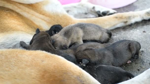 Hemlös Hund Och Valp Som Sover Väg — Stockvideo