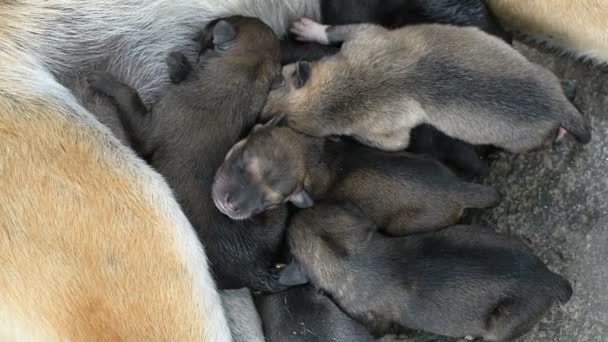Κουτάβι Κοιμάται Στο Μονοπάτι Της Πάτριον Έδαφος Σκύλοs Και — Αρχείο Βίντεο