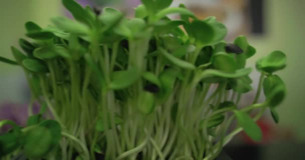 해바라기싹은 녹색으로 굳어진다 — 비디오