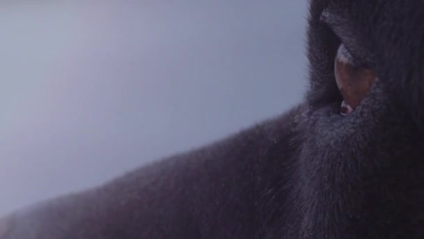 Svart Hund Profil Närbild Ljus Reflekteras Bruna Ögonen Kamera Lins — Stockvideo