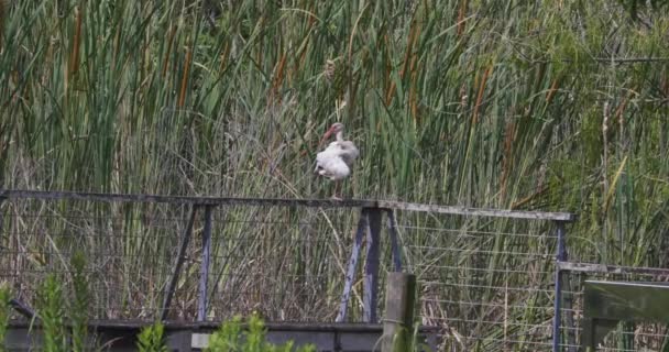 Een Jonge Witte Ibis Reinigt Zichzelf — Stockvideo