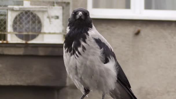 头戴头巾的乌鸦站在屋顶的栏杆上 — 图库视频影像