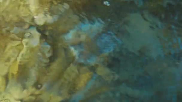 この映像では 石と海草の間の海底にウニが横たわっているのを見ることができます スペインの海で撮影 キュラソー島 — ストック動画