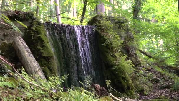 森林中饮用水的小瀑布 — 图库视频影像