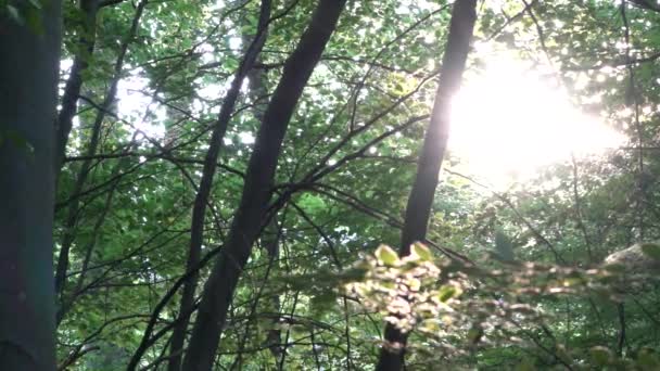 Zonlicht Komt Door Bomen Een Bloeiend Europees Bos — Stockvideo