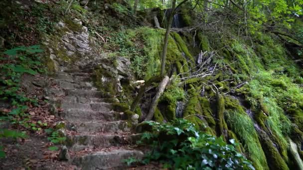 Stone Staircase Leading Forest — Stock Video