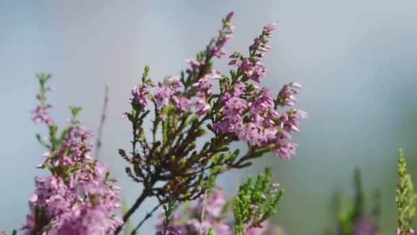 太陽の光の中で風に吹かれる薄紫色の花 — ストック動画