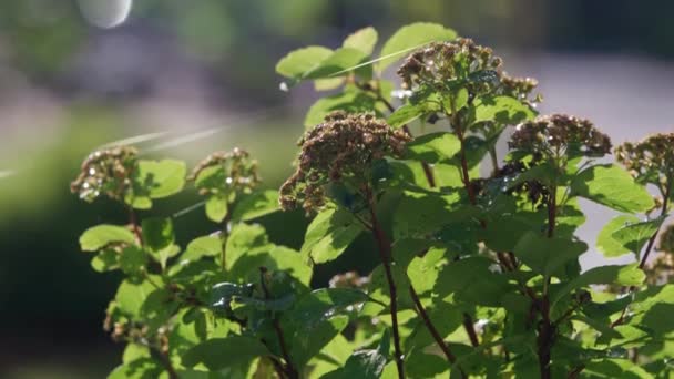 Gebräunte Getrocknete Blüten Mit Großen Grünen Blättern Nach Einem Regenschauer — Stockvideo