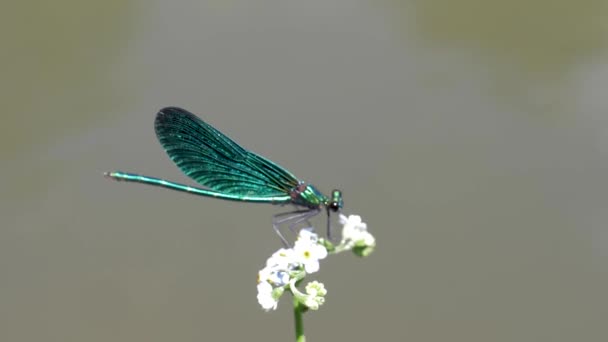 Гарний Синій Зелений Літак Dragonfly Вилітає Повільному Темпі 180 Fps — стокове відео