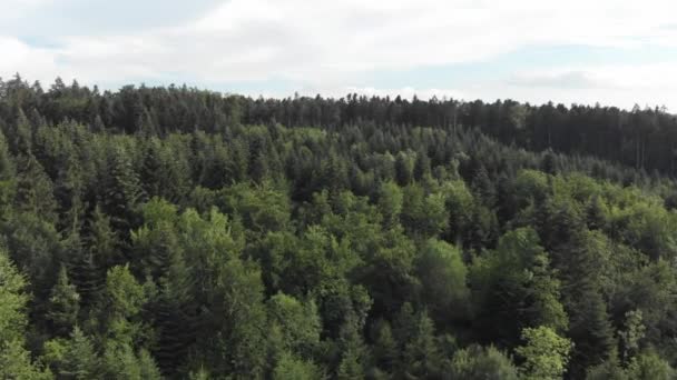 Aérea Volando Sobre Las Copas Árboles Siempreverdes Bosque Suizo Día — Vídeos de Stock