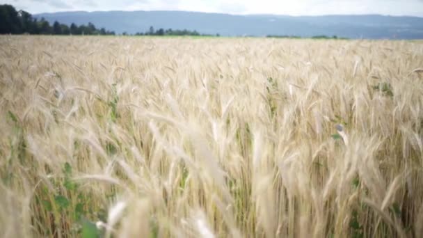 Gouden Stengels Van Tarwe Zachtjes Blazen Een Uitgestrekt Veld Met — Stockvideo