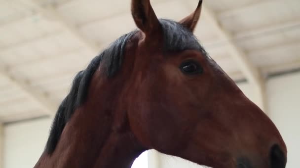 Cavalo Olhando Para Câmera Galopando Distância — Vídeo de Stock
