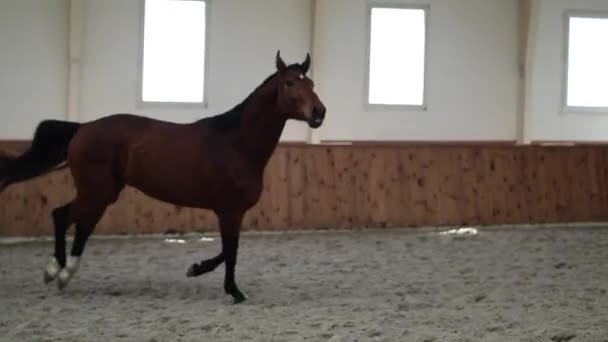 カメラに向かって疾走する大きな美しい馬 — ストック動画