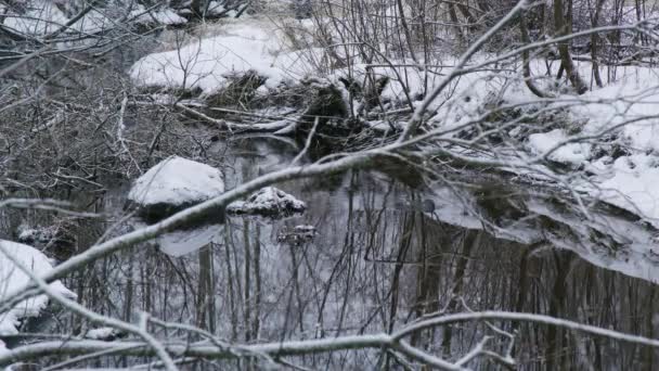Río Quieto Tranquilo Reflectante Bosque Blanco Nevado — Vídeos de Stock