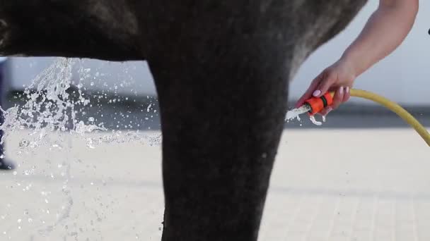 Καβαλάρης Πλένει Άλογό Της Μια Ηλιόλουστη Μέρα — Αρχείο Βίντεο