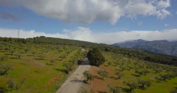 Tiro Aéreo Olivar Plantationin — Vídeos de Stock