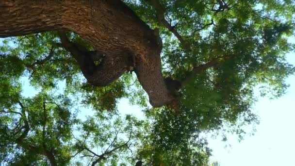 Vista Angolo Basso Albero Una Giornata Sole — Video Stock