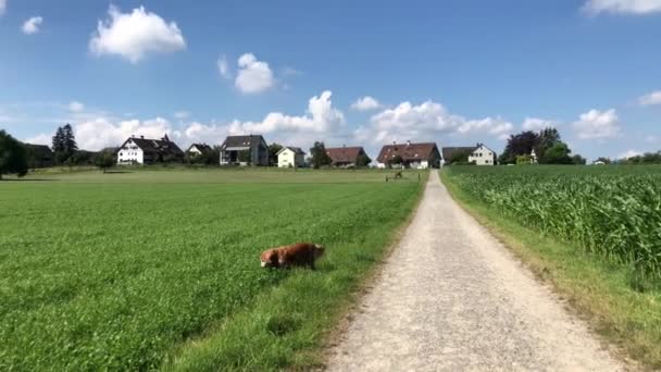 Letni Dzień Polu Goldenretriever Biegnie Przez Łąkę Błękitne Niebo Chmurami — Wideo stockowe