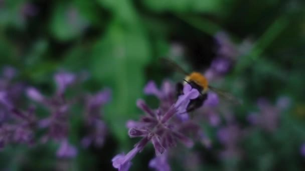 Abelha Voa Entre Flores Jardim Bebe Néctar — Vídeo de Stock