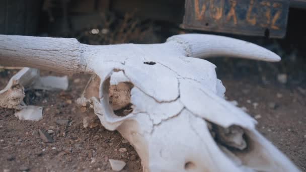 Cráneo Bisonte Tierra Polvorienta Con Telarañas Coche Fondo Día Movimiento — Vídeo de stock