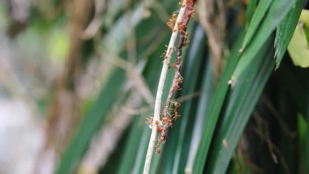 Rode Mierenkolonie Die Een Dode Regenworm Naar Het Nest Sleept — Stockvideo