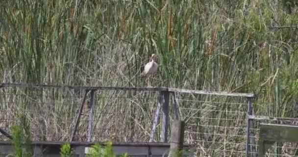 Een Jonge Witte Ibis Reinigt Zichzelf — Stockvideo