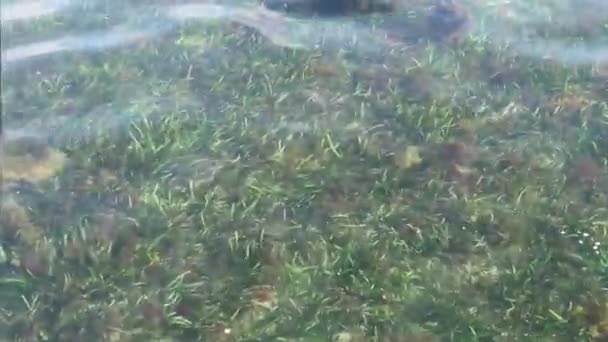 Mořské Řasy Vidět Přes Čiré Jemně Vlnící Vody — Stock video