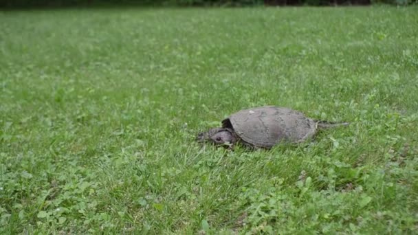 Schildpad Liggend Het Gras Een Veld — Stockvideo