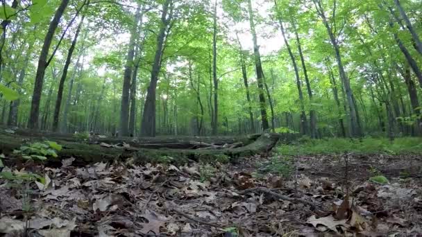 Zbliżenie Rowerzysty Górskiego Skaczącego Nad Kłodą Lesie Jednym Torze — Wideo stockowe