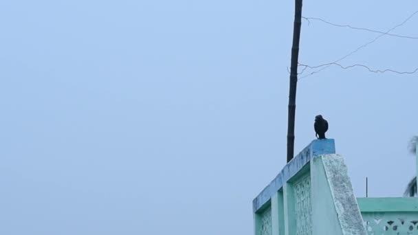 Ein Einsamer Vogel Sitzt Einem Regnerischen Tag Auf Einem Dach — Stockvideo