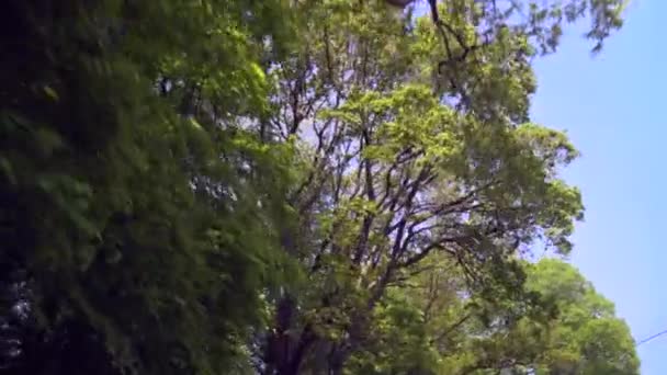 Δέντρα Και Ουρανός Από Έναν Κινούμενο Ουρανό Κάποιοι Στύλοι Τηλεγραφήματος — Αρχείο Βίντεο