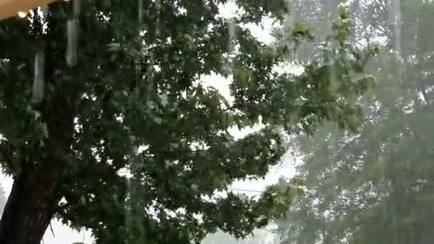 Viento Lluvia Durante Tormenta Verano — Vídeo de stock