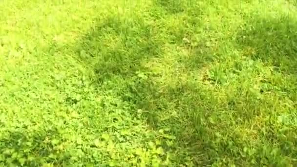 Wandelen Gras Standpunt Schot — Stockvideo