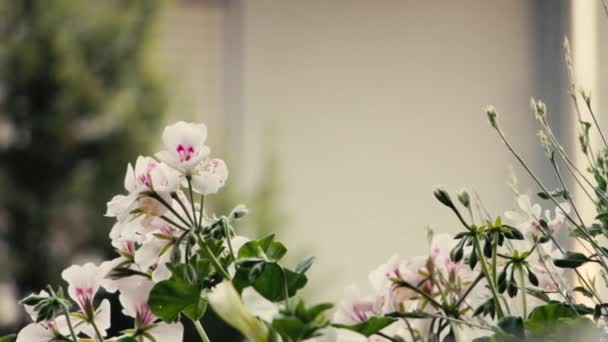 Gepflegte Weiße Blumen Auf Dem Balkon Rutsche — Stockvideo