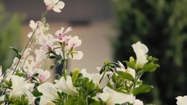 Parallaxing Makro Skott Runt Vita Blommor — Stockvideo