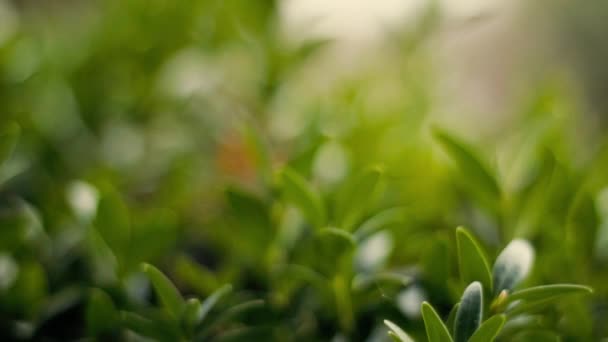 Glidande Skott Genom Buxus — Stockvideo