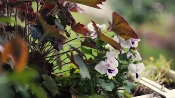 Pop Uit Een Groep Witte Bloemen — Stockvideo