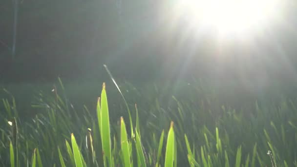 Quelques Longues Herbes Ondulant Dans Vent Avant Soleil Dans Une — Video