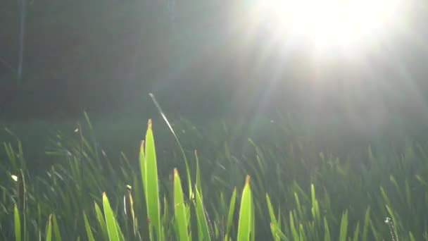 nějaká dlouhá tráva vlnící se ve větru před sluncem v bažinaté oblasti.