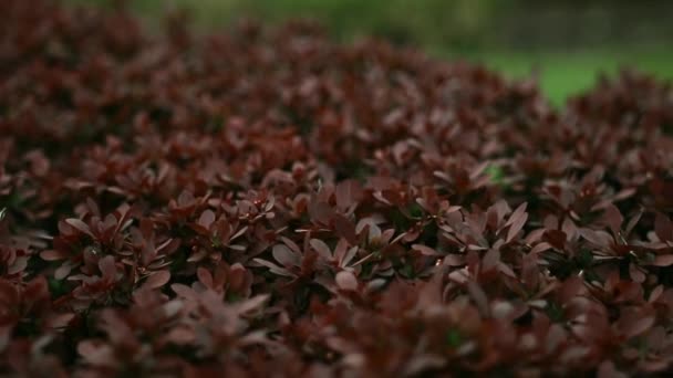 Prachtige Tuin Sop Stad Het Noorden Van Polen — Stockvideo