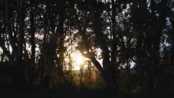 Korte Tijd Verstrijken Van Een Zonsondergang Door Een Aantal Bomen — Stockvideo