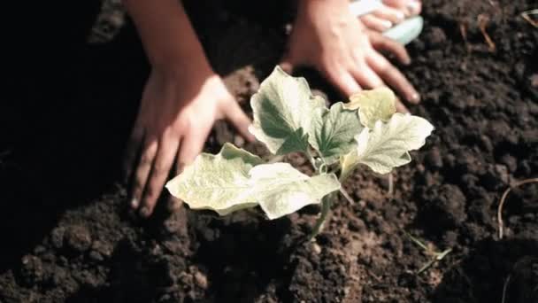 Εναέρια Λήψη Ενός Παιδιού Φυτεύει Ένα Φυτό Στο Έδαφος Αργή — Αρχείο Βίντεο