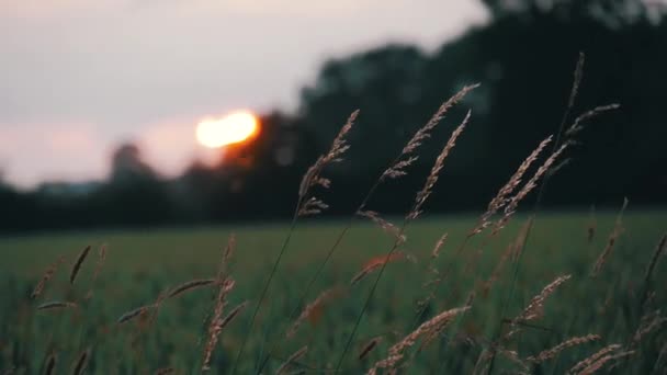 Grano Con Campo Sullo Sfondo Vento Soffia Tramonto — Video Stock