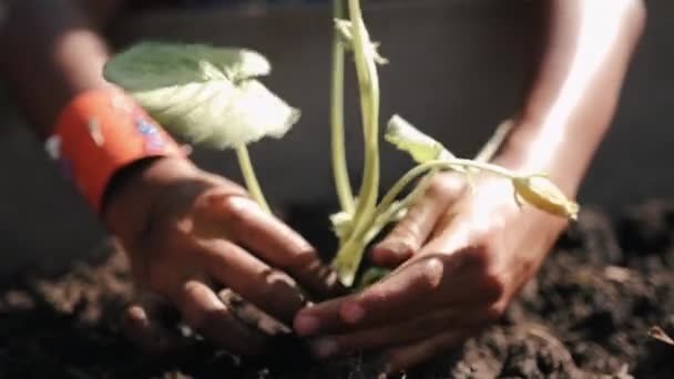 Güneşli Bir Öğleden Sonra Yavaş Çekimde Bir Bitkiyi Toprağa Eken — Stok video