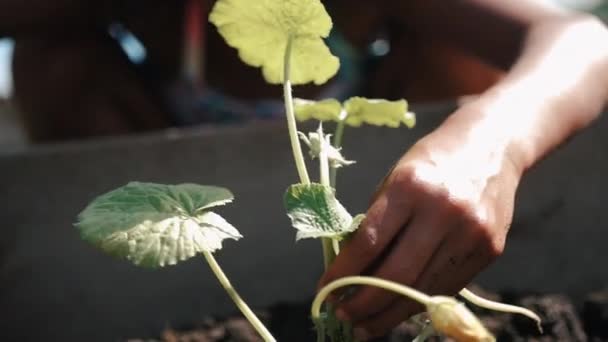 Niño Empujando Tierra Alrededor Una Planta Cámara Lenta Una Tarde — Vídeos de Stock