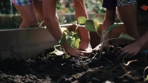 Two Kids Gardening Slow Motion — Stock Video