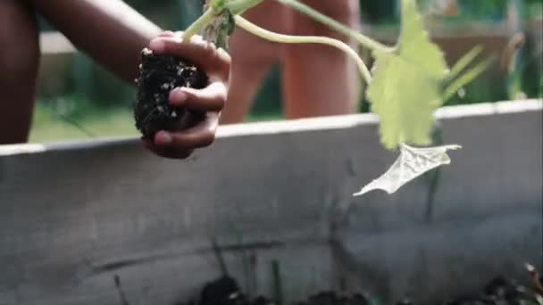 太陽の下で植物を庭のベッドに植える子供たち — ストック動画