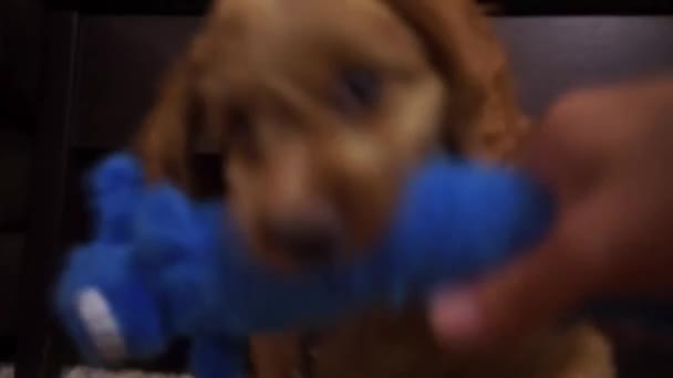 Bruine Labdradoodle Puppy Trekken Een Blauw Speelgoed Met Eigenaar — Stockvideo