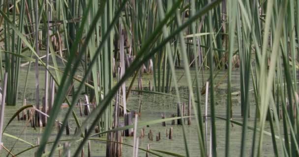 Μια Κοινή Gallinule Κρύβονται Μια Λίμνη — Αρχείο Βίντεο