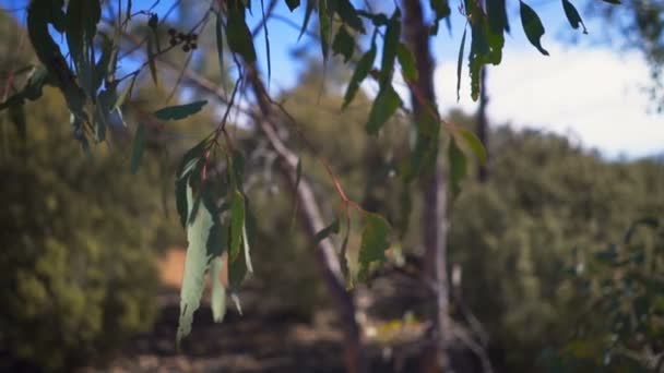 Einem Sonnigen Wintertag Aus Nächster Nähe Die Blätter Des Gummibaums — Stockvideo
